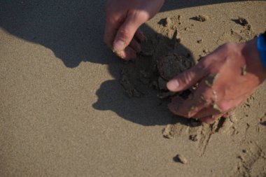 Nisan ayında Khor Fakkan Sahili 'nin kumlarında bir yengeç Ashtoret Ay' ı bulunur. Ashtoret Ay yengeci, benekli ay yengeci veya kutu yengeci, Matutidae familyasından bir Hint-Pasifik etçil yengeç türüdür. Sharjah, BAE.  