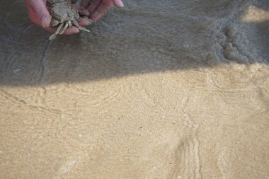 Nisan ayında Khor Fakkan Sahili 'nin kumlarında bir yengeç Ashtoret Ay' ı bulunur. Ashtoret Ay yengeci, benekli ay yengeci veya kutu yengeci, Matutidae familyasından bir Hint-Pasifik etçil yengeç türüdür. Sharjah, BAE.  