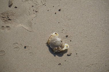Nisan ayında Khor Fakkan Sahili 'nin kumlarında bir yengeç Ashtoret Ay' ı bulunur. Ashtoret Ay yengeci, benekli ay yengeci veya kutu yengeci, Matutidae familyasından bir Hint-Pasifik etçil yengeç türüdür. Sharjah, BAE.  