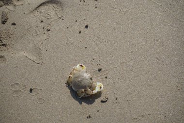 Nisan ayında Khor Fakkan Sahili 'nin kumlarında bir yengeç Ashtoret Ay' ı bulunur. Ashtoret Ay yengeci, benekli ay yengeci veya kutu yengeci, Matutidae familyasından bir Hint-Pasifik etçil yengeç türüdür. Sharjah, BAE.  
