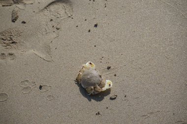 Nisan ayında Khor Fakkan Sahili 'nin kumlarında bir yengeç Ashtoret Ay' ı bulunur. Ashtoret Ay yengeci, benekli ay yengeci veya kutu yengeci, Matutidae familyasından bir Hint-Pasifik etçil yengeç türüdür. Sharjah, BAE.  