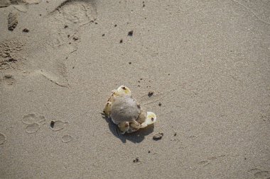 Nisan ayında Khor Fakkan Sahili 'nin kumlarında bir yengeç Ashtoret Ay' ı bulunur. Ashtoret Ay yengeci, benekli ay yengeci veya kutu yengeci, Matutidae familyasından bir Hint-Pasifik etçil yengeç türüdür. Sharjah, BAE.  