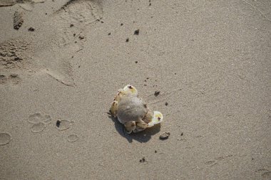 Nisan ayında Khor Fakkan Sahili 'nin kumlarında bir yengeç Ashtoret Ay' ı bulunur. Ashtoret Ay yengeci, benekli ay yengeci veya kutu yengeci, Matutidae familyasından bir Hint-Pasifik etçil yengeç türüdür. Sharjah, BAE.  