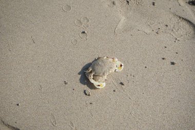 Nisan ayında Khor Fakkan Sahili 'nin kumlarında bir yengeç Ashtoret Ay' ı bulunur. Ashtoret Ay yengeci, benekli ay yengeci veya kutu yengeci, Matutidae familyasından bir Hint-Pasifik etçil yengeç türüdür. Sharjah, BAE.  