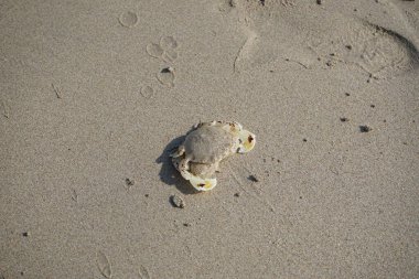 Nisan ayında Khor Fakkan Sahili 'nin kumlarında bir yengeç Ashtoret Ay' ı bulunur. Ashtoret Ay yengeci, benekli ay yengeci veya kutu yengeci, Matutidae familyasından bir Hint-Pasifik etçil yengeç türüdür. Sharjah, BAE.  