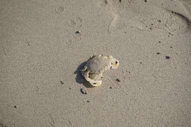 Nisan ayında Khor Fakkan Sahili 'nin kumlarında bir yengeç Ashtoret Ay' ı bulunur. Ashtoret Ay yengeci, benekli ay yengeci veya kutu yengeci, Matutidae familyasından bir Hint-Pasifik etçil yengeç türüdür. Sharjah, BAE.  