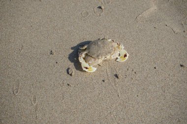 Nisan ayında Khor Fakkan Sahili 'nin kumlarında bir yengeç Ashtoret Ay' ı bulunur. Ashtoret Ay yengeci, benekli ay yengeci veya kutu yengeci, Matutidae familyasından bir Hint-Pasifik etçil yengeç türüdür. Sharjah, BAE.  