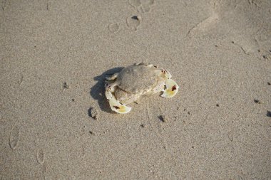 Nisan ayında Khor Fakkan Sahili 'nin kumlarında bir yengeç Ashtoret Ay' ı bulunur. Ashtoret Ay yengeci, benekli ay yengeci veya kutu yengeci, Matutidae familyasından bir Hint-Pasifik etçil yengeç türüdür. Sharjah, BAE.  