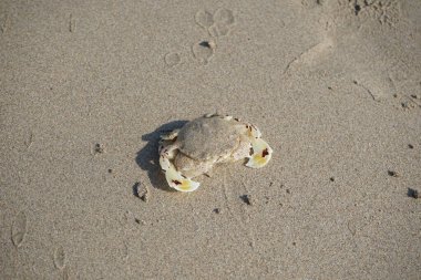 Nisan ayında Khor Fakkan Sahili 'nin kumlarında bir yengeç Ashtoret Ay' ı bulunur. Ashtoret Ay yengeci, benekli ay yengeci veya kutu yengeci, Matutidae familyasından bir Hint-Pasifik etçil yengeç türüdür. Sharjah, BAE.  
