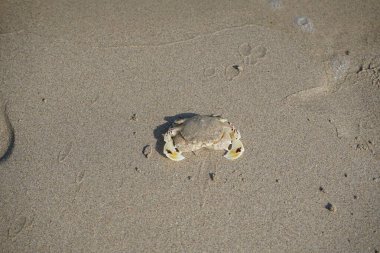 Nisan ayında Khor Fakkan Sahili 'nin kumlarında bir yengeç Ashtoret Ay' ı bulunur. Ashtoret Ay yengeci, benekli ay yengeci veya kutu yengeci, Matutidae familyasından bir Hint-Pasifik etçil yengeç türüdür. Sharjah, BAE.  