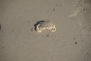 Nisan ayında Khor Fakkan Sahili 'nin kumlarında bir yengeç Ashtoret Ay' ı bulunur. Ashtoret Ay yengeci, benekli ay yengeci veya kutu yengeci, Matutidae familyasından bir Hint-Pasifik etçil yengeç türüdür. Sharjah, BAE.  