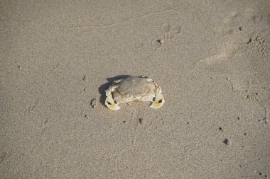 Nisan ayında Khor Fakkan Sahili 'nin kumlarında bir yengeç Ashtoret Ay' ı bulunur. Ashtoret Ay yengeci, benekli ay yengeci veya kutu yengeci, Matutidae familyasından bir Hint-Pasifik etçil yengeç türüdür. Sharjah, BAE.  
