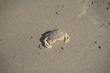 Nisan ayında Khor Fakkan Sahili 'nin kumlarında bir yengeç Ashtoret Ay' ı bulunur. Ashtoret Ay yengeci, benekli ay yengeci veya kutu yengeci, Matutidae familyasından bir Hint-Pasifik etçil yengeç türüdür. Sharjah, BAE.  