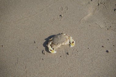 Nisan ayında Khor Fakkan Sahili 'nin kumlarında bir yengeç Ashtoret Ay' ı bulunur. Ashtoret Ay yengeci, benekli ay yengeci veya kutu yengeci, Matutidae familyasından bir Hint-Pasifik etçil yengeç türüdür. Sharjah, BAE.  