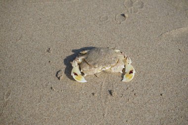Nisan ayında Khor Fakkan Sahili 'nin kumlarında bir yengeç Ashtoret Ay' ı bulunur. Ashtoret Ay yengeci, benekli ay yengeci veya kutu yengeci, Matutidae familyasından bir Hint-Pasifik etçil yengeç türüdür. Sharjah, BAE.  