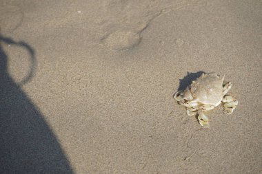 Nisan ayında Khor Fakkan Sahili 'nin kumlarında bir yengeç Ashtoret Ay' ı bulunur. Ashtoret Ay yengeci, benekli ay yengeci veya kutu yengeci, Matutidae familyasından bir Hint-Pasifik etçil yengeç türüdür. Sharjah, BAE.  
