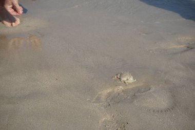 Nisan ayında Khor Fakkan Sahili 'nin kumlarında bir yengeç Ashtoret Ay' ı bulunur. Ashtoret Ay yengeci, benekli ay yengeci veya kutu yengeci, Matutidae familyasından bir Hint-Pasifik etçil yengeç türüdür. Sharjah, BAE.  