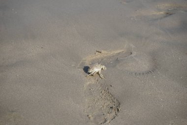 Nisan ayında Khor Fakkan Sahili 'nin kumlarında bir yengeç Ashtoret Ay' ı bulunur. Ashtoret Ay yengeci, benekli ay yengeci veya kutu yengeci, Matutidae familyasından bir Hint-Pasifik etçil yengeç türüdür. Sharjah, BAE.  