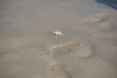 Nisan ayında Khor Fakkan Sahili 'nin kumlarında bir yengeç Ashtoret Ay' ı bulunur. Ashtoret Ay yengeci, benekli ay yengeci veya kutu yengeci, Matutidae familyasından bir Hint-Pasifik etçil yengeç türüdür. Sharjah, BAE.  