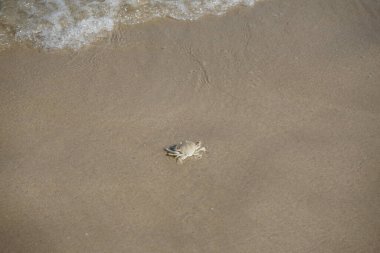 Nisan ayında Khor Fakkan Sahili 'nin kumlarında bir yengeç Ashtoret Ay' ı bulunur. Ashtoret Ay yengeci, benekli ay yengeci veya kutu yengeci, Matutidae familyasından bir Hint-Pasifik etçil yengeç türüdür. Sharjah, BAE.  