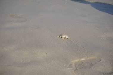 Nisan ayında Khor Fakkan Sahili 'nin kumlarında bir yengeç Ashtoret Ay' ı bulunur. Ashtoret Ay yengeci, benekli ay yengeci veya kutu yengeci, Matutidae familyasından bir Hint-Pasifik etçil yengeç türüdür. Sharjah, BAE.  