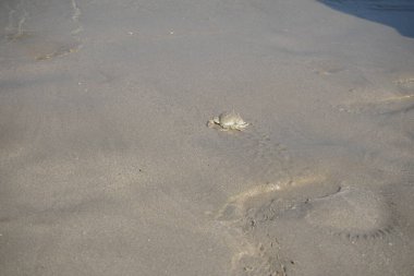 Nisan ayında Khor Fakkan Sahili 'nin kumlarında bir yengeç Ashtoret Ay' ı bulunur. Ashtoret Ay yengeci, benekli ay yengeci veya kutu yengeci, Matutidae familyasından bir Hint-Pasifik etçil yengeç türüdür. Sharjah, BAE.  