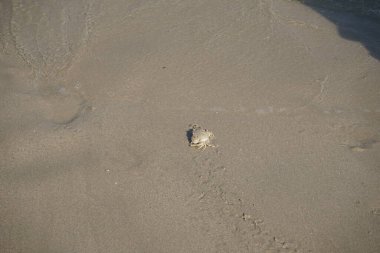 Nisan ayında Khor Fakkan Sahili 'nin kumlarında bir yengeç Ashtoret Ay' ı bulunur. Ashtoret Ay yengeci, benekli ay yengeci veya kutu yengeci, Matutidae familyasından bir Hint-Pasifik etçil yengeç türüdür. Sharjah, BAE.  