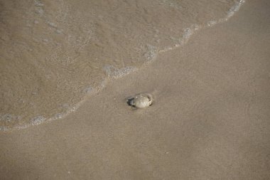 Nisan ayında Khor Fakkan Sahili 'nin kumlarında bir yengeç Ashtoret Ay' ı bulunur. Ashtoret Ay yengeci, benekli ay yengeci veya kutu yengeci, Matutidae familyasından bir Hint-Pasifik etçil yengeç türüdür. Sharjah, BAE.  