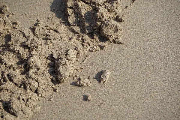 Emerita Emerita adlı bir kum yengeci Nisan ayında Khor Fakkan Sahili 'nin kumlarında oturur. Emerita decapod kabukluların, köstebek yengeçlerin, kum kemancılarının, kum pirelerinin veya kum yengeçlerinin küçük bir cinsidir. Khor Fakkan, Sharjah, BAE. 