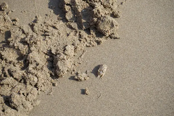 Emerita Emerita adlı bir kum yengeci Nisan ayında Khor Fakkan Sahili 'nin kumlarında oturur. Emerita decapod kabukluların, köstebek yengeçlerin, kum kemancılarının, kum pirelerinin veya kum yengeçlerinin küçük bir cinsidir. Khor Fakkan, Sharjah, BAE. 