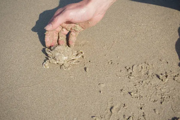 Nisan ayında Khor Fakkan Sahili 'nin kumlarında bir yengeç Ashtoret Ay' ı bulunur. Ashtoret Ay yengeci, benekli ay yengeci veya kutu yengeci, Matutidae familyasından bir Hint-Pasifik etçil yengeç türüdür. Sharjah, BAE.  