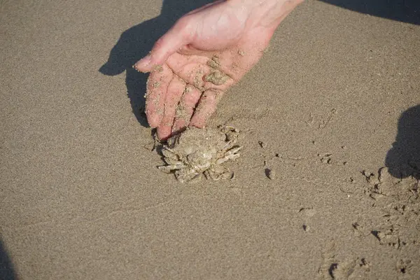 Nisan ayında Khor Fakkan Sahili 'nin kumlarında bir yengeç Ashtoret Ay' ı bulunur. Ashtoret Ay yengeci, benekli ay yengeci veya kutu yengeci, Matutidae familyasından bir Hint-Pasifik etçil yengeç türüdür. Sharjah, BAE.  
