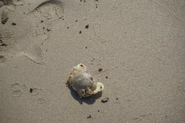 Nisan ayında Khor Fakkan Sahili 'nin kumlarında bir yengeç Ashtoret Ay' ı bulunur. Ashtoret Ay yengeci, benekli ay yengeci veya kutu yengeci, Matutidae familyasından bir Hint-Pasifik etçil yengeç türüdür. Sharjah, BAE.  