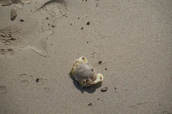 Nisan ayında Khor Fakkan Sahili 'nin kumlarında bir yengeç Ashtoret Ay' ı bulunur. Ashtoret Ay yengeci, benekli ay yengeci veya kutu yengeci, Matutidae familyasından bir Hint-Pasifik etçil yengeç türüdür. Sharjah, BAE.  