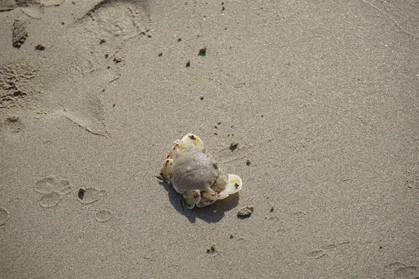 Nisan ayında Khor Fakkan Sahili 'nin kumlarında bir yengeç Ashtoret Ay' ı bulunur. Ashtoret Ay yengeci, benekli ay yengeci veya kutu yengeci, Matutidae familyasından bir Hint-Pasifik etçil yengeç türüdür. Sharjah, BAE.  
