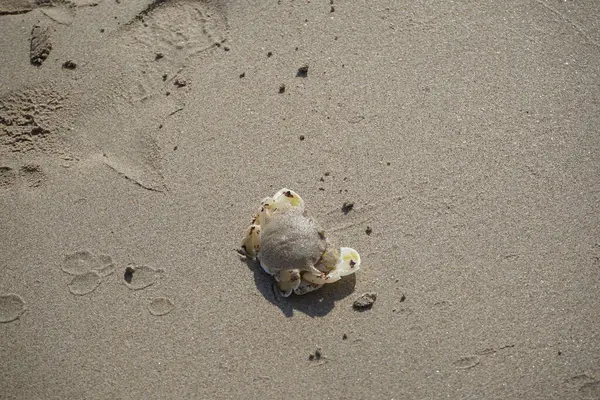 Nisan ayında Khor Fakkan Sahili 'nin kumlarında bir yengeç Ashtoret Ay' ı bulunur. Ashtoret Ay yengeci, benekli ay yengeci veya kutu yengeci, Matutidae familyasından bir Hint-Pasifik etçil yengeç türüdür. Sharjah, BAE.  