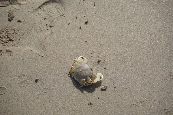 Nisan ayında Khor Fakkan Sahili 'nin kumlarında bir yengeç Ashtoret Ay' ı bulunur. Ashtoret Ay yengeci, benekli ay yengeci veya kutu yengeci, Matutidae familyasından bir Hint-Pasifik etçil yengeç türüdür. Sharjah, BAE.  
