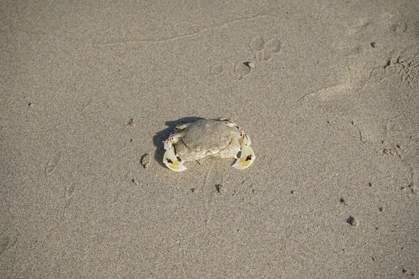 Nisan ayında Khor Fakkan Sahili 'nin kumlarında bir yengeç Ashtoret Ay' ı bulunur. Ashtoret Ay yengeci, benekli ay yengeci veya kutu yengeci, Matutidae familyasından bir Hint-Pasifik etçil yengeç türüdür. Sharjah, BAE.  