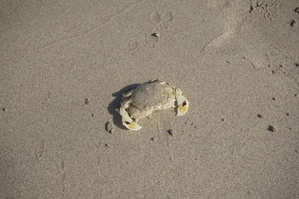 Nisan ayında Khor Fakkan Sahili 'nin kumlarında bir yengeç Ashtoret Ay' ı bulunur. Ashtoret Ay yengeci, benekli ay yengeci veya kutu yengeci, Matutidae familyasından bir Hint-Pasifik etçil yengeç türüdür. Sharjah, BAE.  