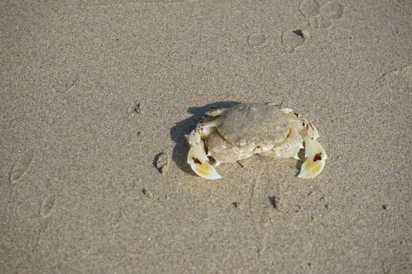 Nisan ayında Khor Fakkan Sahili 'nin kumlarında bir yengeç Ashtoret Ay' ı bulunur. Ashtoret Ay yengeci, benekli ay yengeci veya kutu yengeci, Matutidae familyasından bir Hint-Pasifik etçil yengeç türüdür. Sharjah, BAE.  