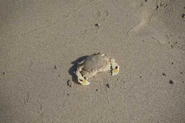 Nisan ayında Khor Fakkan Sahili 'nin kumlarında bir yengeç Ashtoret Ay' ı bulunur. Ashtoret Ay yengeci, benekli ay yengeci veya kutu yengeci, Matutidae familyasından bir Hint-Pasifik etçil yengeç türüdür. Sharjah, BAE.  