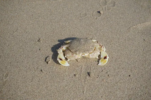 Nisan ayında Khor Fakkan Sahili 'nin kumlarında bir yengeç Ashtoret Ay' ı bulunur. Ashtoret Ay yengeci, benekli ay yengeci veya kutu yengeci, Matutidae familyasından bir Hint-Pasifik etçil yengeç türüdür. Sharjah, BAE.  