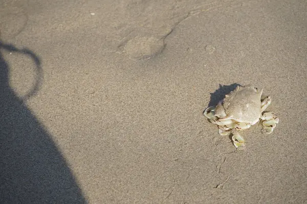 Nisan ayında Khor Fakkan Sahili 'nin kumlarında bir yengeç Ashtoret Ay' ı bulunur. Ashtoret Ay yengeci, benekli ay yengeci veya kutu yengeci, Matutidae familyasından bir Hint-Pasifik etçil yengeç türüdür. Sharjah, BAE.  