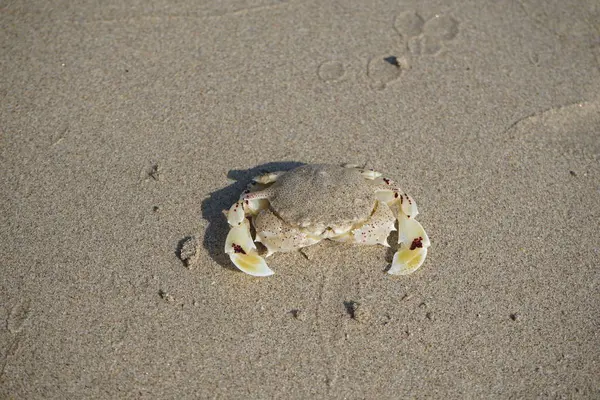 Nisan ayında Khor Fakkan Sahili 'nin kumlarında bir yengeç Ashtoret Ay' ı bulunur. Ashtoret Ay yengeci, benekli ay yengeci veya kutu yengeci, Matutidae familyasından bir Hint-Pasifik etçil yengeç türüdür. Sharjah, BAE.  