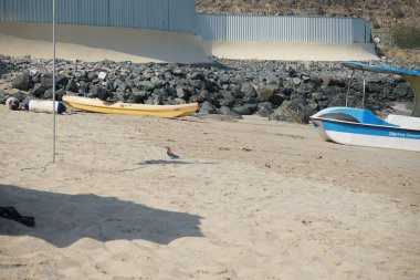 Coracias benghalensis kuşu Nisan ayında Khor Fakkan Sahili 'nin kumlarında oturur. Hint patenci Coracias benghalensis, Coraciidae familyasından bir kuş türü. Khor Fakkan, Sharjah, BAE.