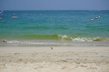 Nisan ayında kumlu bir plajda yürüyen aktitis hipoleucos kuşu. Çulluk (