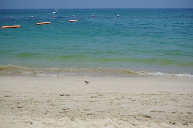 Nisan ayında kumlu bir plajda yürüyen aktitis hipoleucos kuşu. Çulluk (