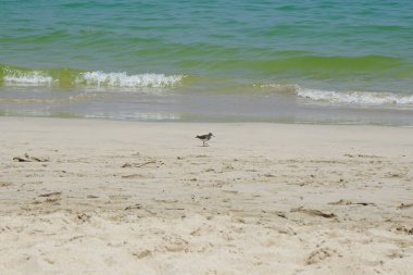 Nisan ayında kumlu bir plajda yürüyen aktitis hipoleucos kuşu. Çulluk (