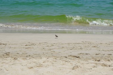 Nisan ayında kumlu bir plajda yürüyen aktitis hipoleucos kuşu. Çulluk (