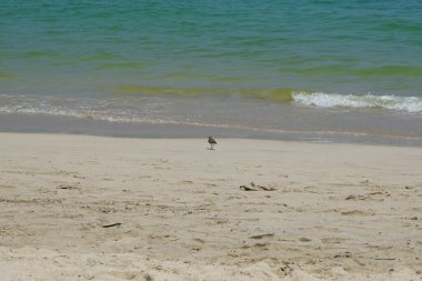 Nisan ayında kumlu bir plajda yürüyen aktitis hipoleucos kuşu. Çulluk (